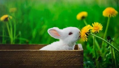 加盟火箭交易消息传出后 经纪人使劲摇晃KD肩膀 庆祝动作连招